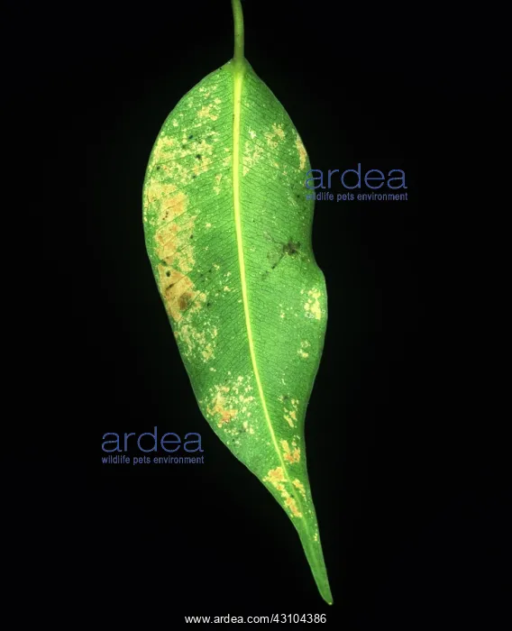 : Black Thrips damage to fig : Black Thrips damage to fig