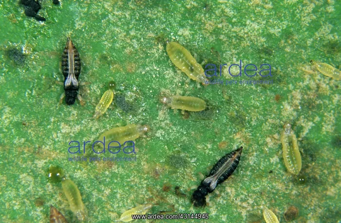 : Black thrips (Echinothrips americanus) : Black thrips (Echinothrips americanus)