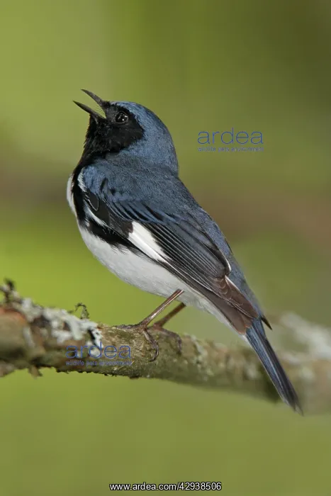 : Black-throated Blue Warbler : Black-throated Blue Warbler