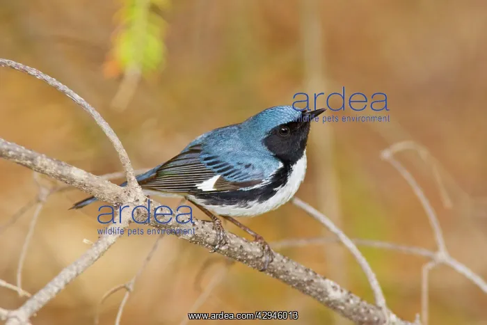 : Black-throated Blue Warbler : Black-throated Blue Warbler