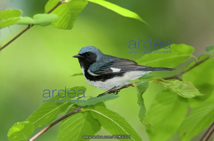 : Black-throated Blue Warbler : Black-throated Blue Warbler
