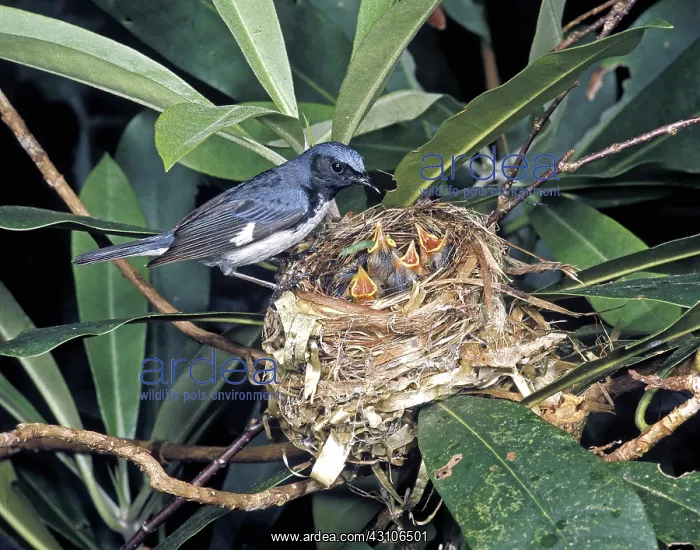 : Black-throated Blue Warbler : Black-throated Blue Warbler