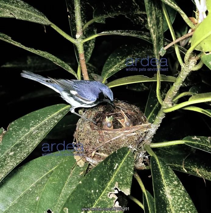 : Black-throated Blue Warbler : Black-throated Blue Warbler
