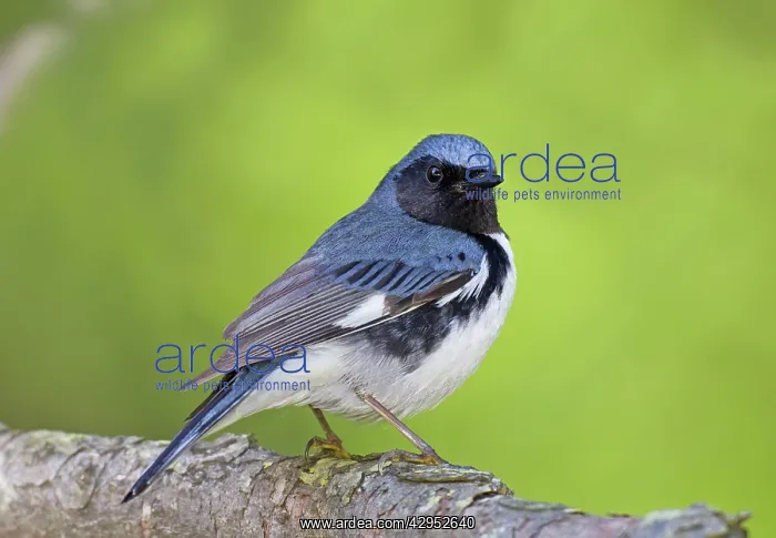 : Black-throated Blue Warbler - adult male on territory : Black-throated Blue Warbler - adult male on territory