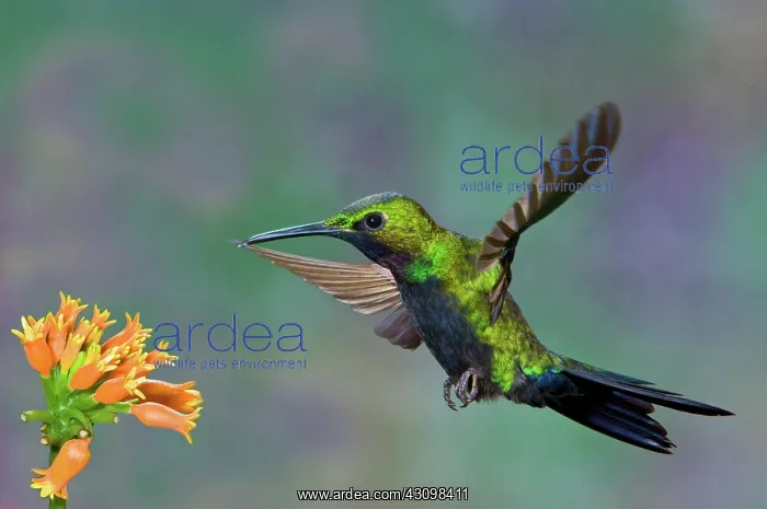 : Black-throated Brilliant : Black-throated Brilliant