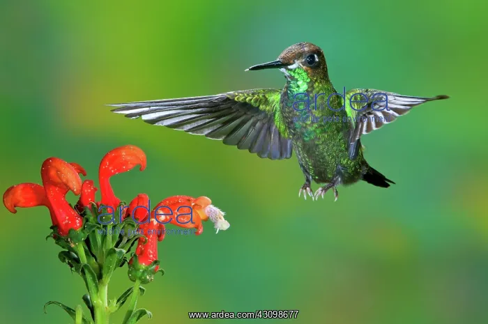 : Black-throated Brilliant : Black-throated Brilliant