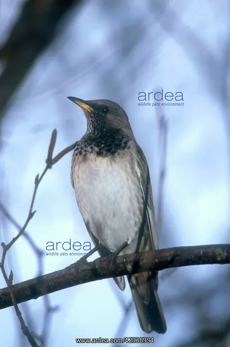 : Black-throated / Dark-throated Thrush - male, January : Black-throated / Dark-throated Thrush - male, January