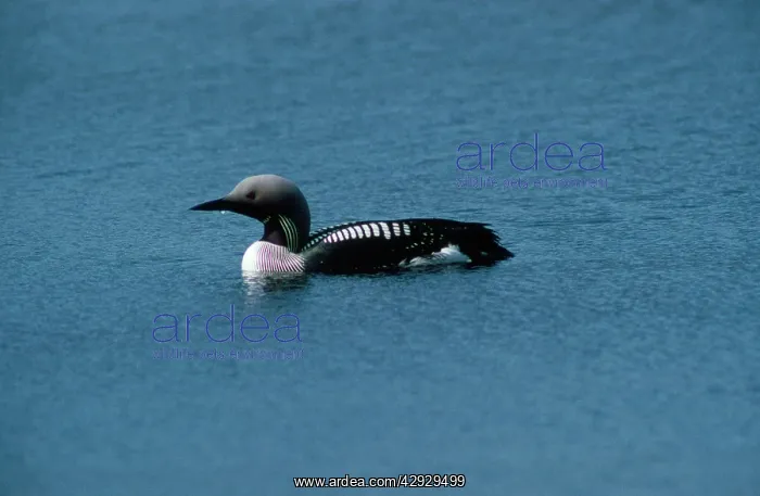 : Black-throated Diver : Black-throated Diver