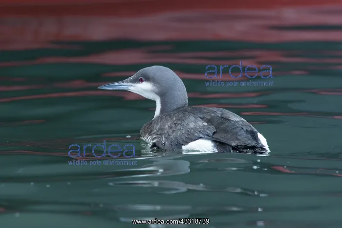  : Black-throated Diver