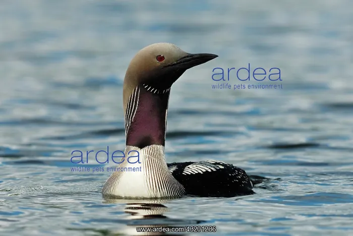 : Black-throated Diver (Gavia arctica), adult, in : Black-throated Diver (Gavia arctica), adult, in