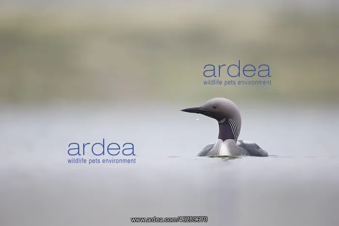: Black-throated Diver (Gavia arctica) adult, bre : Black-throated Diver (Gavia arctica) adult, bre