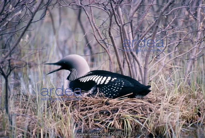 : Black-throated Diver / Loon : Black-throated Diver / Loon