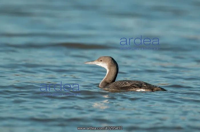 : Black-throated Diver / Loon : Black-throated Diver / Loon