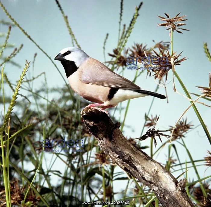 : BLACK-THROATED FINCH : BLACK-THROATED FINCH