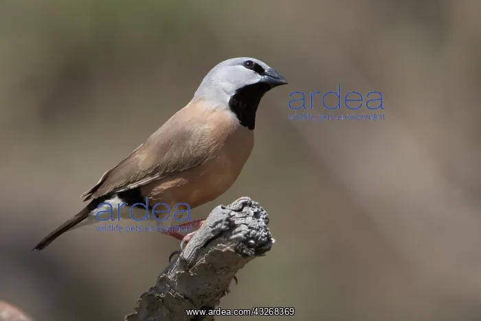 : Black-throated Finch - perched on a dead branch : Black-throated Finch - perched on a dead branch