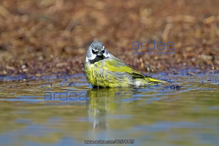  : Black-throated Finch  /  White-bridled Finch