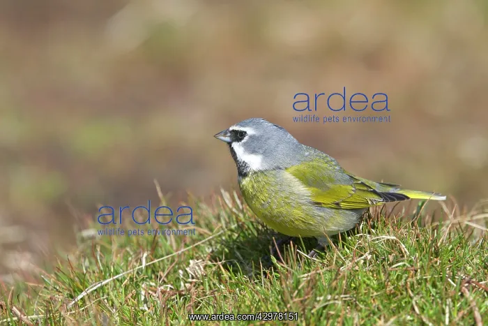 : Black-throated Finch / White-bridled Finch : Black-throated Finch / White-bridled Finch