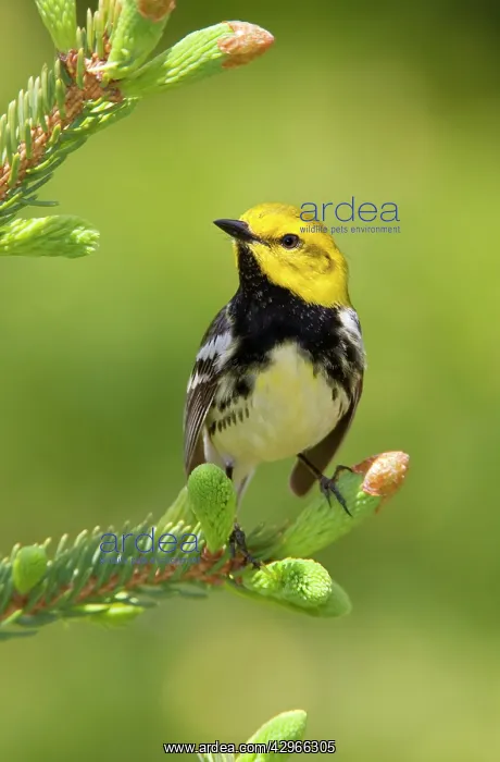 : Black-throated Green Warbler : Black-throated Green Warbler