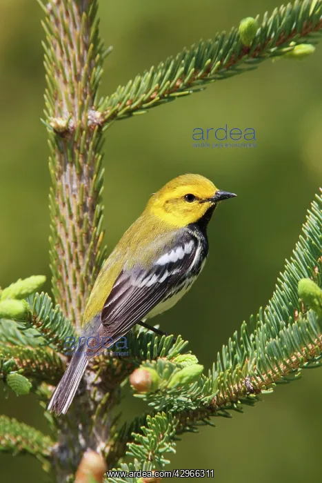 : Black-throated Green Warbler : Black-throated Green Warbler
