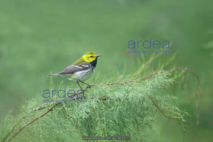 : Black-throated Green Warbler : Black-throated Green Warbler
