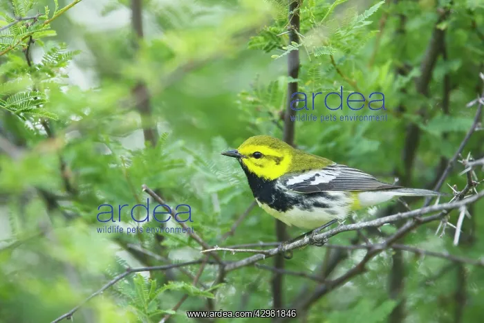 : Black-throated Green Warbler : Black-throated Green Warbler