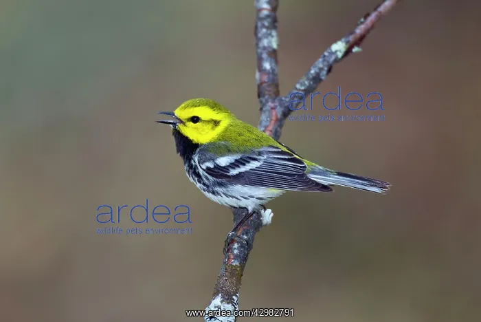 : Black-throated Green Warbler : Black-throated Green Warbler
