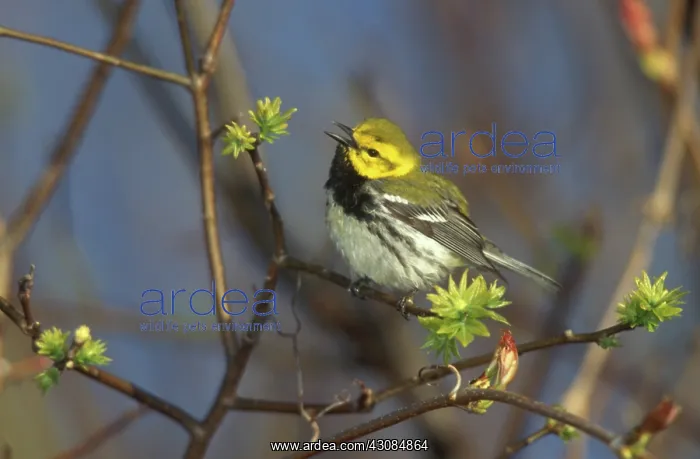 : Black-throated Green Warbler : Black-throated Green Warbler