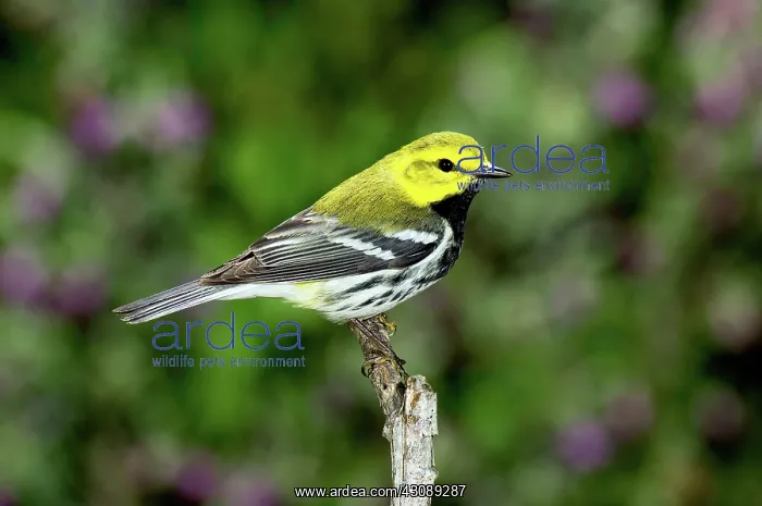 : Black throated Green Warbler : Black throated Green Warbler