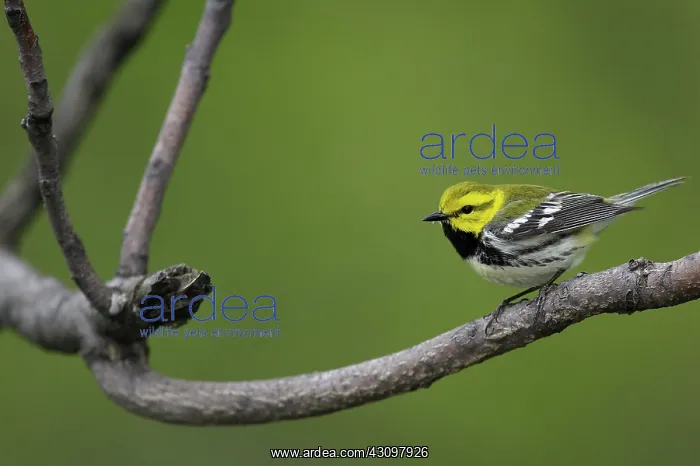 : Black-Throated Green Warbler : Black-Throated Green Warbler