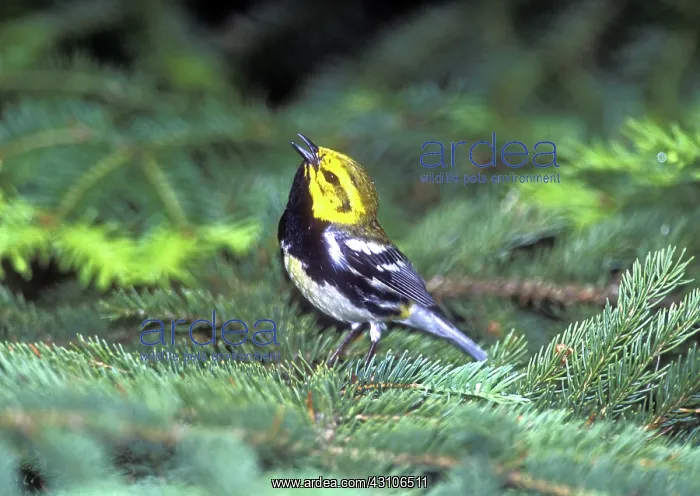 : Black-throated Green Warbler : Black-throated Green Warbler
