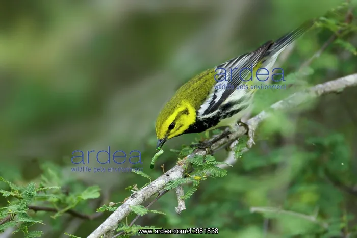 : Black-throated Green Warbler - with caterpillar : Black-throated Green Warbler - with caterpillar