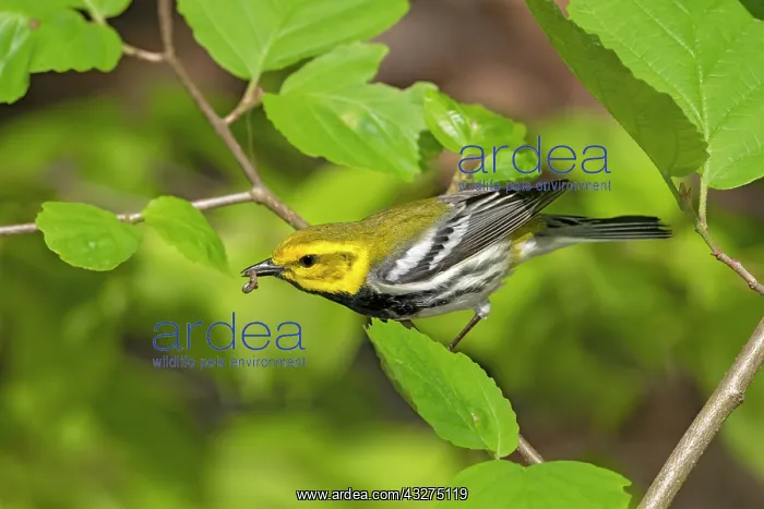 : Black-throated Green Warbler, Dendroica virens. Perched in l : Black-throated Green Warbler, Dendroica virens. Perched in l