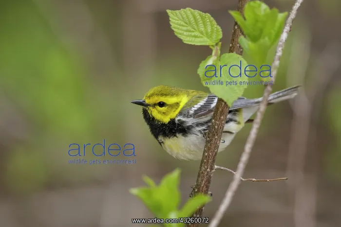 : Black-throated Green Warbler Dendroica virens on territ : Black-throated Green Warbler Dendroica virens on territ