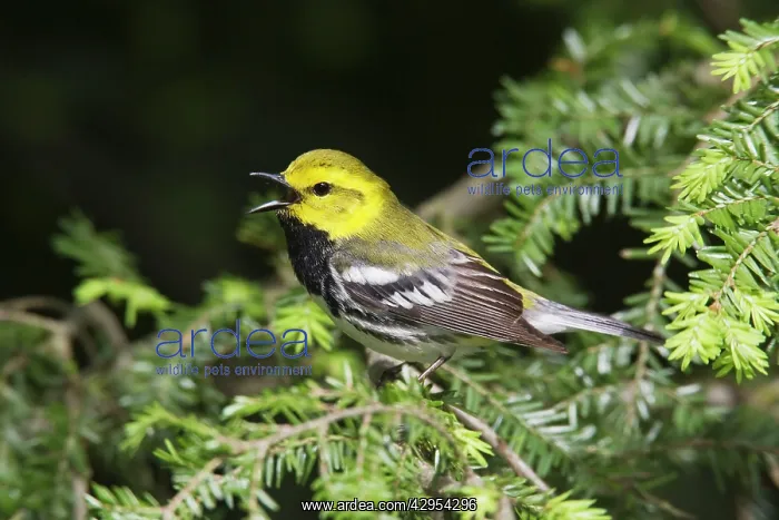 : Black-throated Green Warbler - male in spring : Black-throated Green Warbler - male in spring
