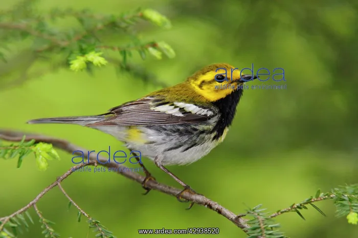 : Black-throated Green Warbler - in spring : Black-throated Green Warbler - in spring