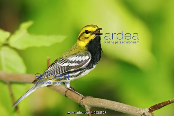  : Black-throated Green Warbler - in spring