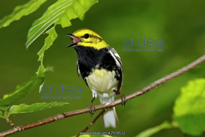  : Black-throated Green Warbler - in spring