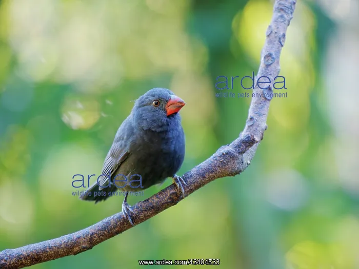 : Black Throated Grosbeak Saltator fuliginosus Atlantic : Black Throated Grosbeak Saltator fuliginosus Atlantic