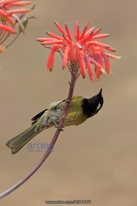  : Black-throated Honeyeater (Nesoptilotis leucotis)