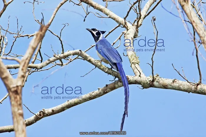 : Black-throated Magpie-jay : Black-throated Magpie-jay