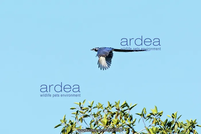 : Black-throated Magpie-jay in flight