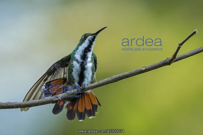  : Black-throated Mango (Anthracothorax nigricollis)