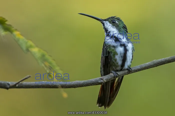 : Black-throated Mango (Anthracothorax nigricollis) : Black-throated Mango (Anthracothorax nigricollis)