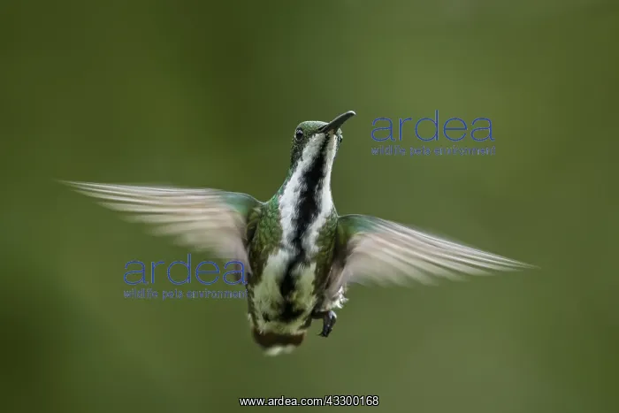 : Black-throated Mango (Anthracothorax nigricollis) : Black-throated Mango (Anthracothorax nigricollis)