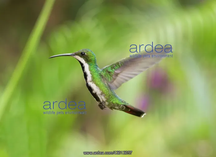 : Black-throated Mango Hummingbird hovering Trinidad : Black-throated Mango Hummingbird hovering Trinidad