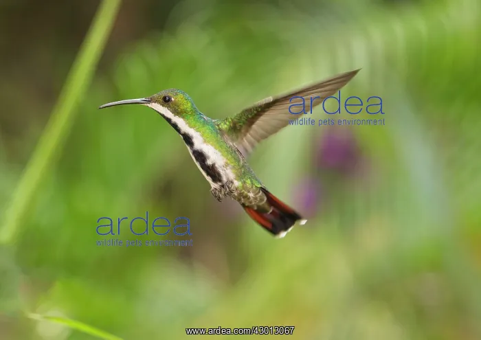 : Black-throated Mango Hummingbird hovering Trinidad : Black-throated Mango Hummingbird hovering Trinidad