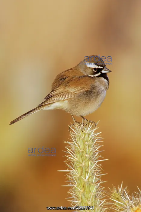 : Black-throated Sparrow : Black-throated Sparrow