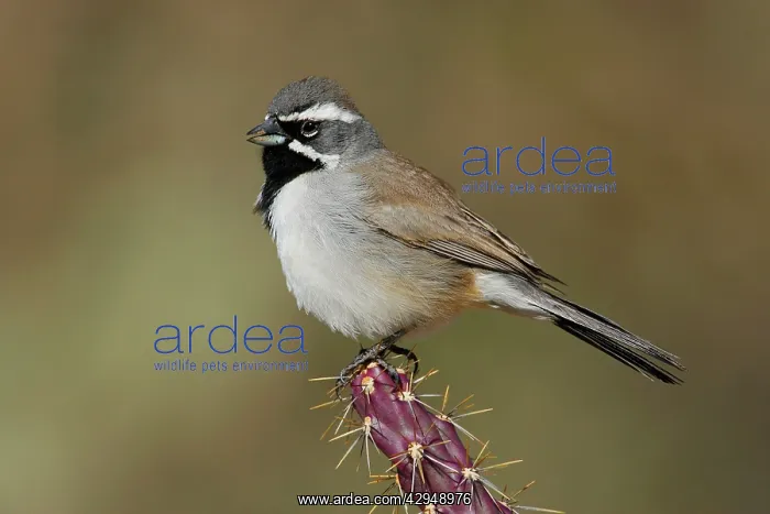 : Black-throated Sparrow : Black-throated Sparrow