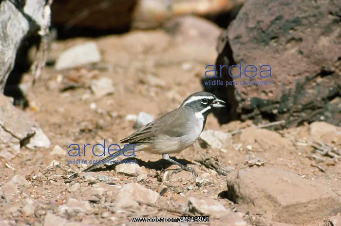 : Black-throated Sparrow : Black-throated Sparrow