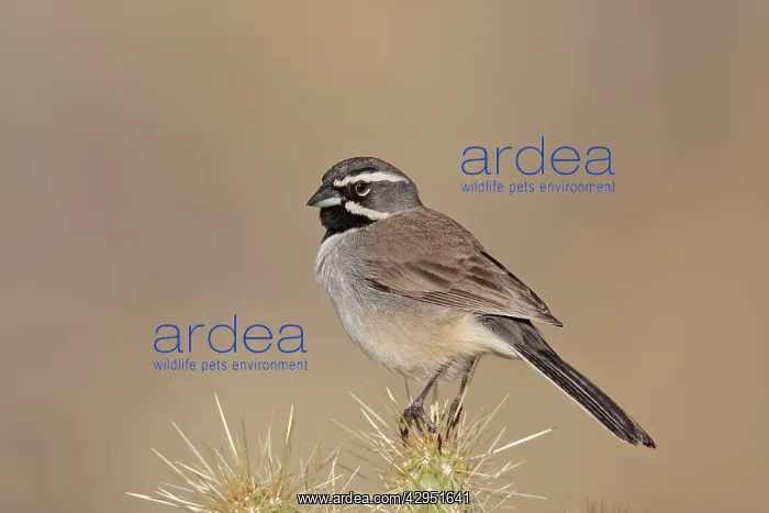 : Black-throated Sparrow : Black-throated Sparrow